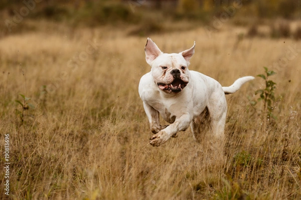 Fototapeta Dog running in a meadow in a summer meadow