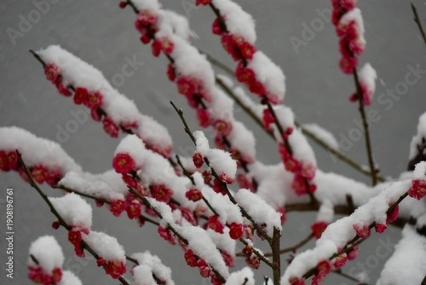 Obraz 雪の積もる紅梅