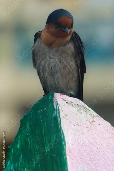 Fototapeta Ko Samui, Thailand