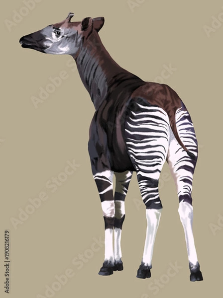 Obraz drawing okapi,rare,exotic animal,protected
