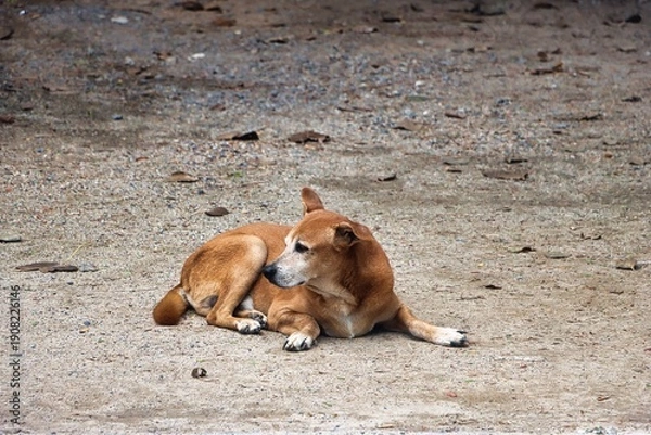 Fototapeta Ko Samui, Thailand