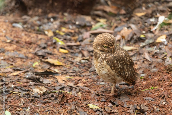 Obraz Angry face owl on the forest floor