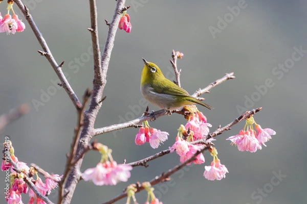 Fototapeta サクラとメジロ