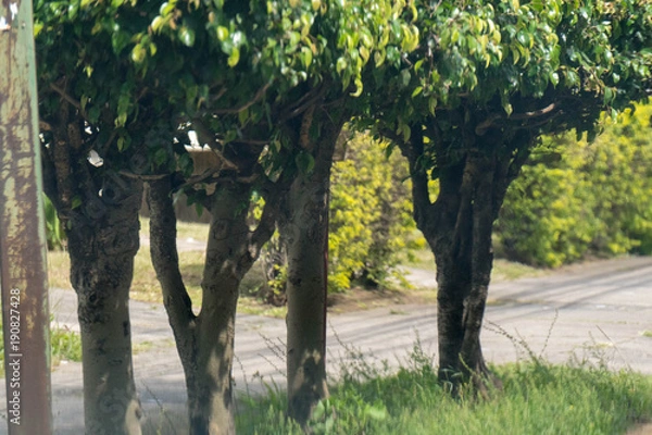 Obraz City shoots out