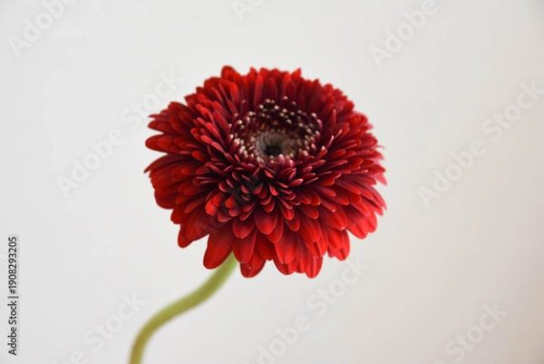 Fototapeta 赤いガーベラ
