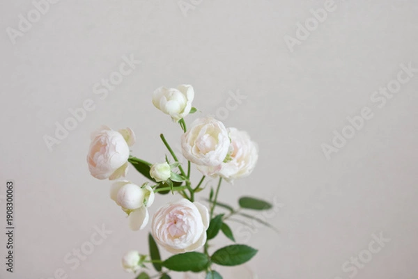 Fototapeta 白薔薇