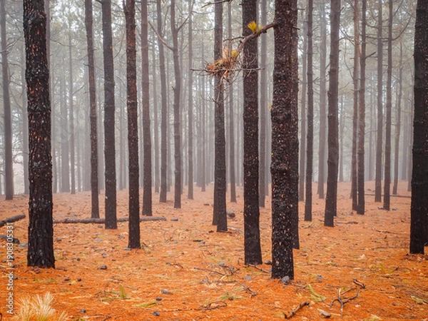 Obraz Foresta rossa nella nebbia
