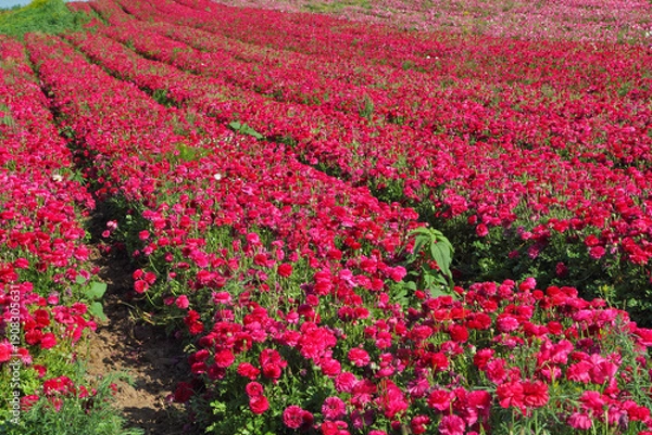Obraz Charming field  pink buttercups