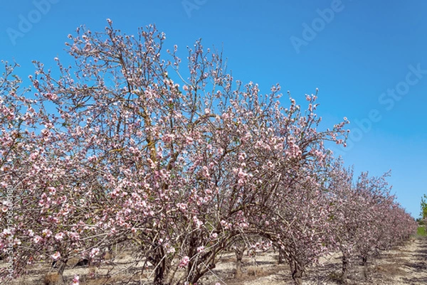 Obraz Almond blossoms
