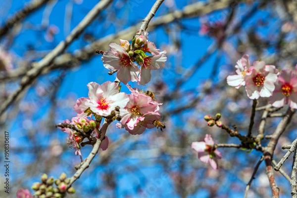Obraz Bees diligently collect nectar