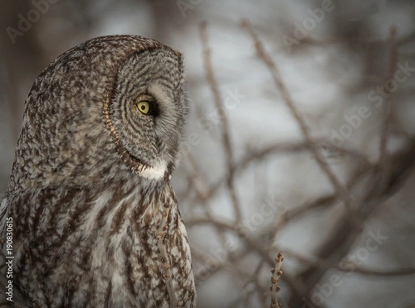 Obraz Great Grey Owl - Strix Nebulosa 