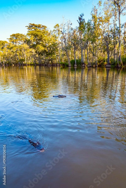 Obraz Alligators in their natural habitat