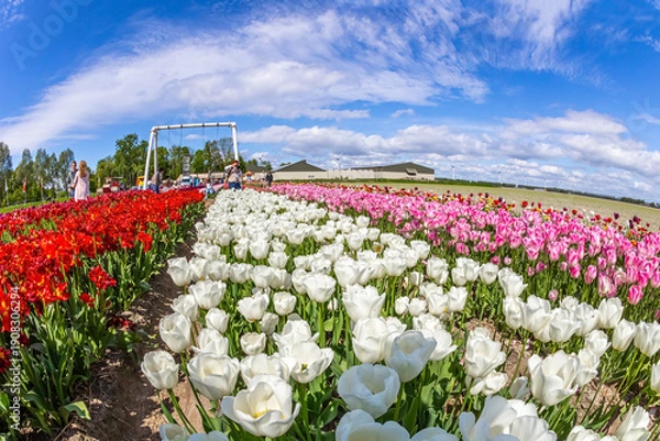 Obraz Tulips are illuminated by the spring sun.