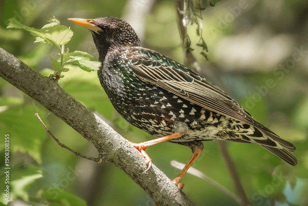 Fototapeta Star im Baum