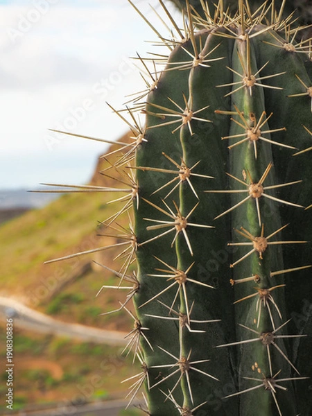 Obraz cactus e spine pungenti