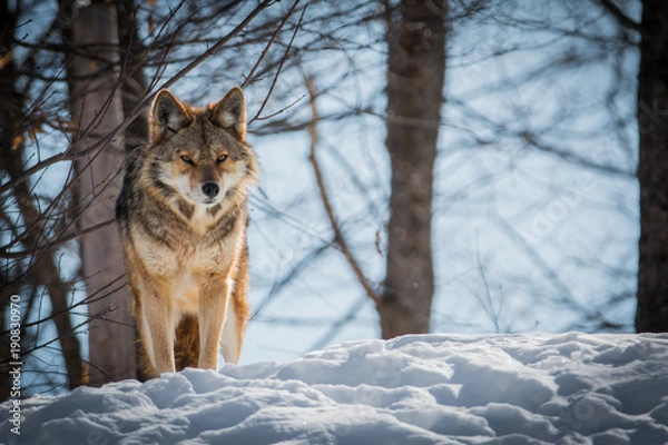 Obraz Coyote - Canis latrans- Watching For Its  Prey