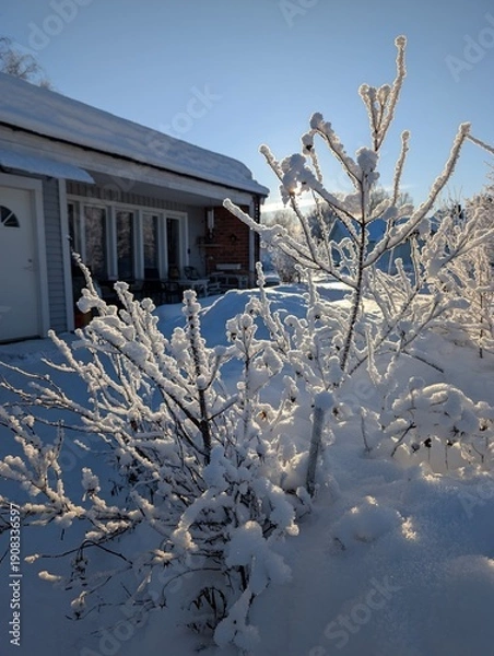 Obraz snow covered branches, cold weather background 