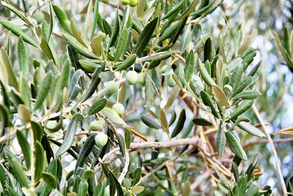 Fototapeta Olives on Olive Tree Branch