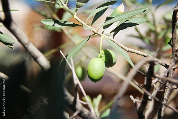 Fototapeta Two Olives on a Tree Branch Close Up