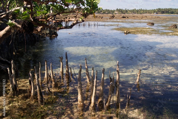 Fototapeta Mangrove in Siargao