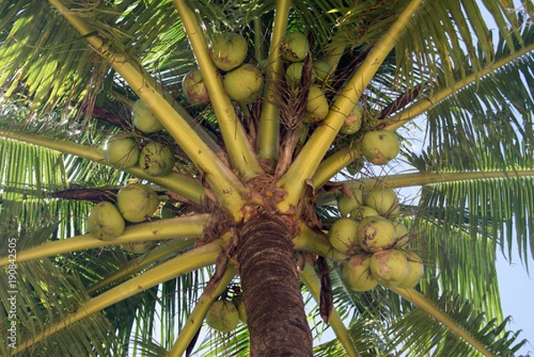Fototapeta Fresh Coconuts for the Picking
