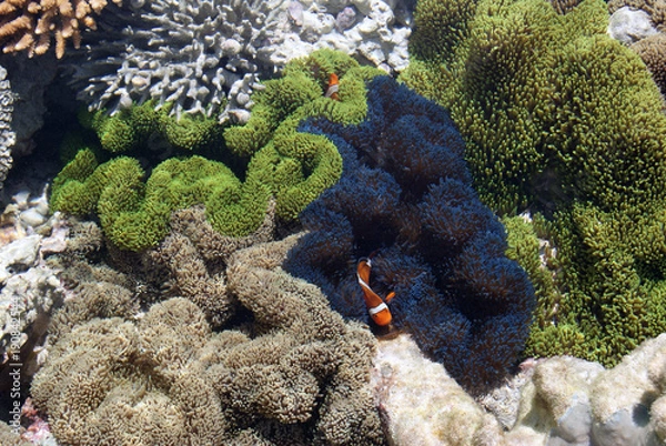 Fototapeta Anemone Fish Territory