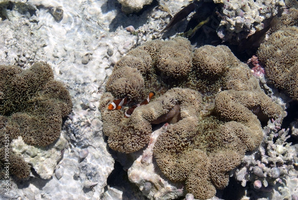 Fototapeta Anemone Fish Territory