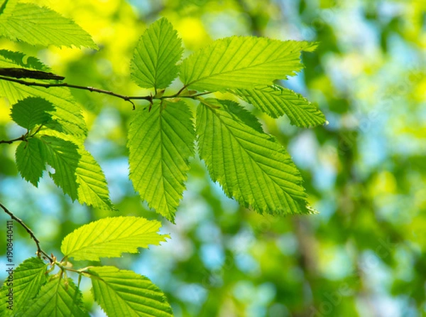 Obraz green leaves over green background