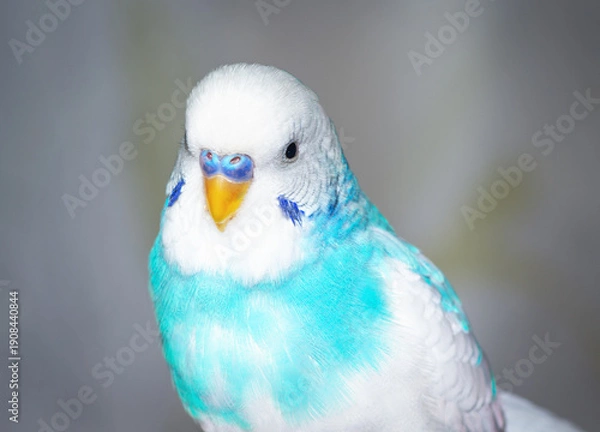 Obraz blue and white wavy parrot