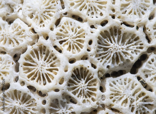 Fototapeta White coral texture macro photo. Dry sea coral structure closeup. Abstract macro background.