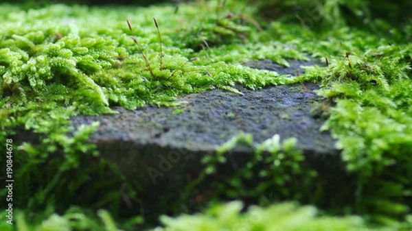 Obraz Alte, mit Moos überwachsene Mauer