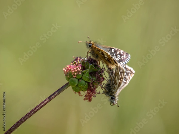 Obraz Grizzled Skippers Mating on Small Burnet