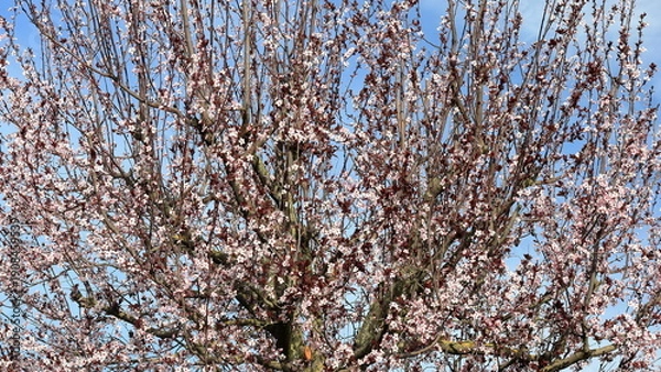 Obraz L'albero fiorito 