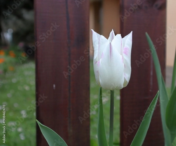 Obraz Tulipano bianco