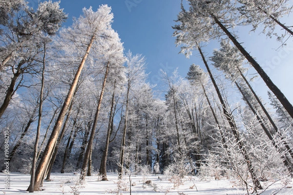Fototapeta Winter and white snow on trees