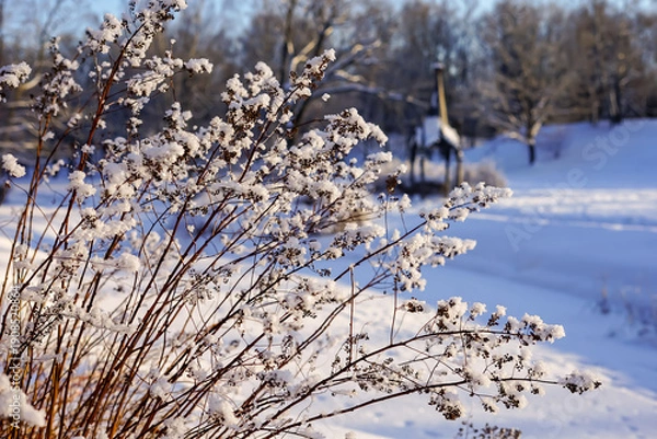 Fototapeta Sunlit Snow on Delicate Winter Branches