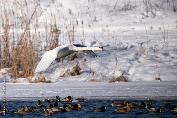Obraz A swan in flight over a river in winter