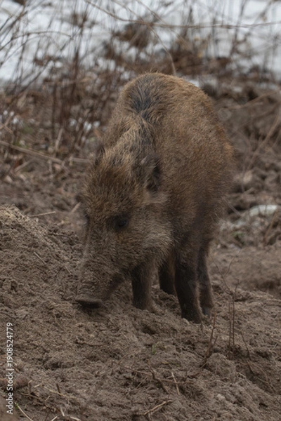 Obraz Wild boar in forest , young