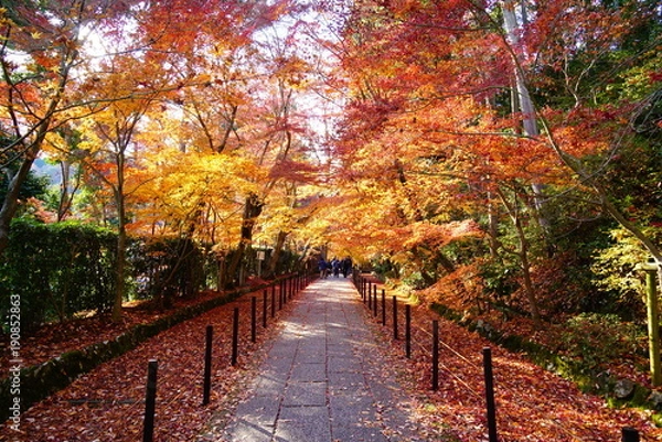 Fototapeta 京都光明寺の紅葉