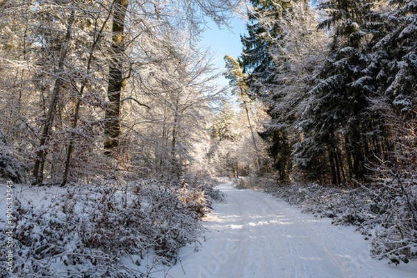 Obraz A forest path covered in snow on a cold winter day