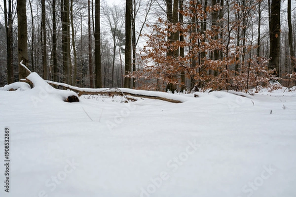 Obraz Winter forest with snow
