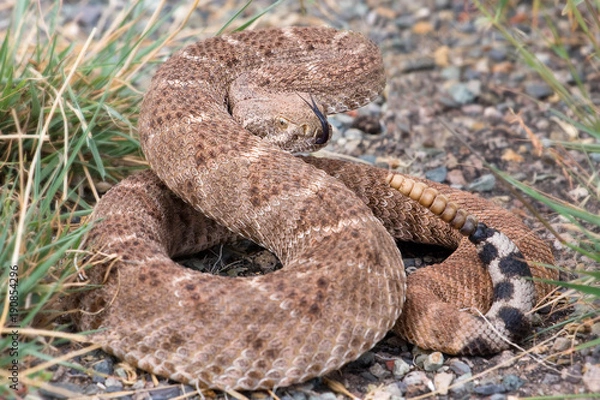Fototapeta The western diamondback rattlesnake or Texas diamond-back(Crotalus atrox) is a venomous rattlesnake species in United States and Mexico. It is responsible for the majority of snakebite fatalities.