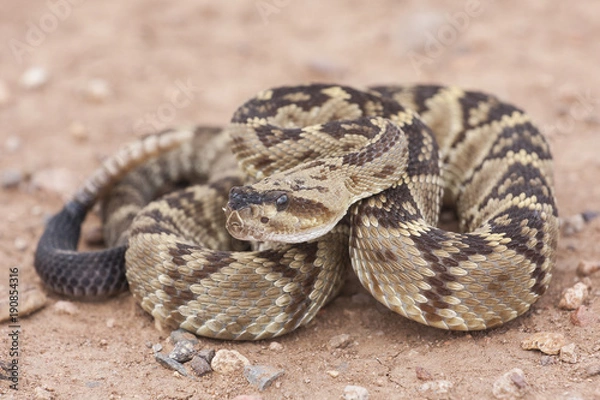 Fototapeta Crotalus molossus is a venomous pit viper species found in the southwestern United States and Mexico. Macro portrait. Common names: black-tailed rattlesnake, green rattler, Northern black-tailed