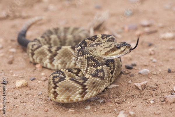 Fototapeta Crotalus molossus is a venomous pit viper species found in the southwestern United States and Mexico. Macro portrait. Common names: black-tailed rattlesnake, green rattler, Northern black-tailed