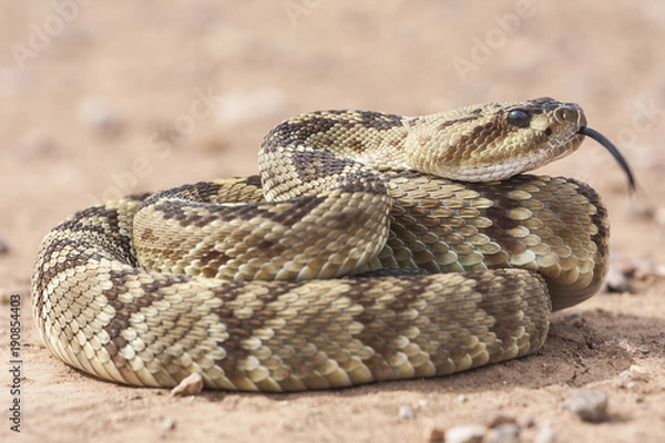 Fototapeta Crotalus molossus is a venomous pit viper species found in the southwestern United States and Mexico. Macro portrait. Common names: black-tailed rattlesnake, green rattler, Northern black-tailed