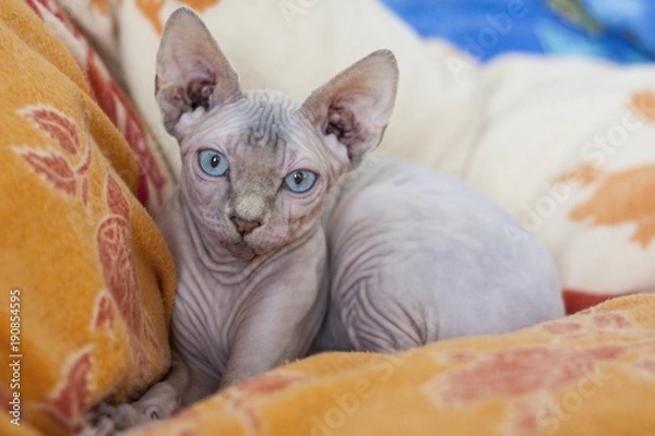 Fototapeta The Sphynx cat is a breed of cat known for its lack of coat (fur). It was developed through selective breeding, starting in the 1960s.