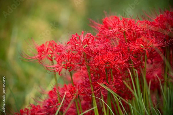 Fototapeta 彼岸花