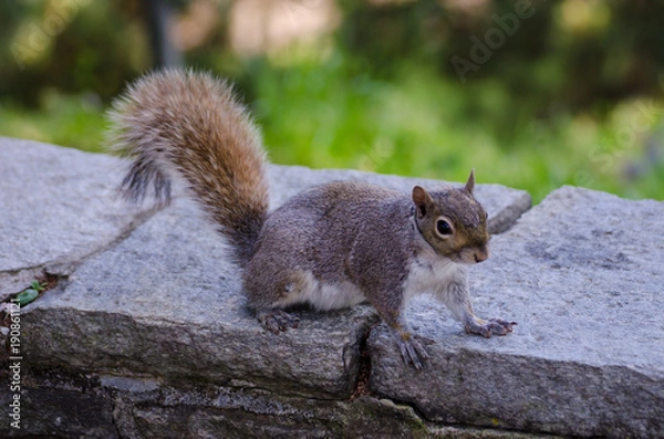 Obraz Squirrel in the Valentino Park