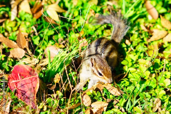 Fototapeta りす物語