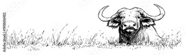 Fototapeta buffalo head emerging from grass